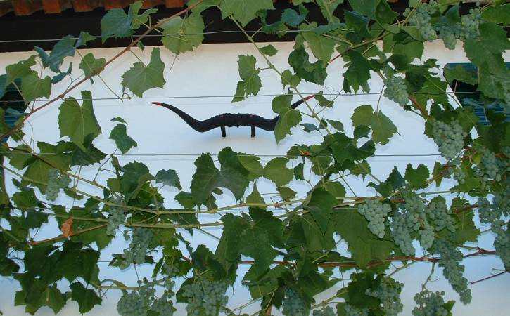 vigne grimpante sur les murs des maisons du village de Mosteiro Cimeiro