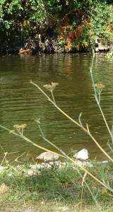 Aguas da ribeira da Sert� no pego do mouro